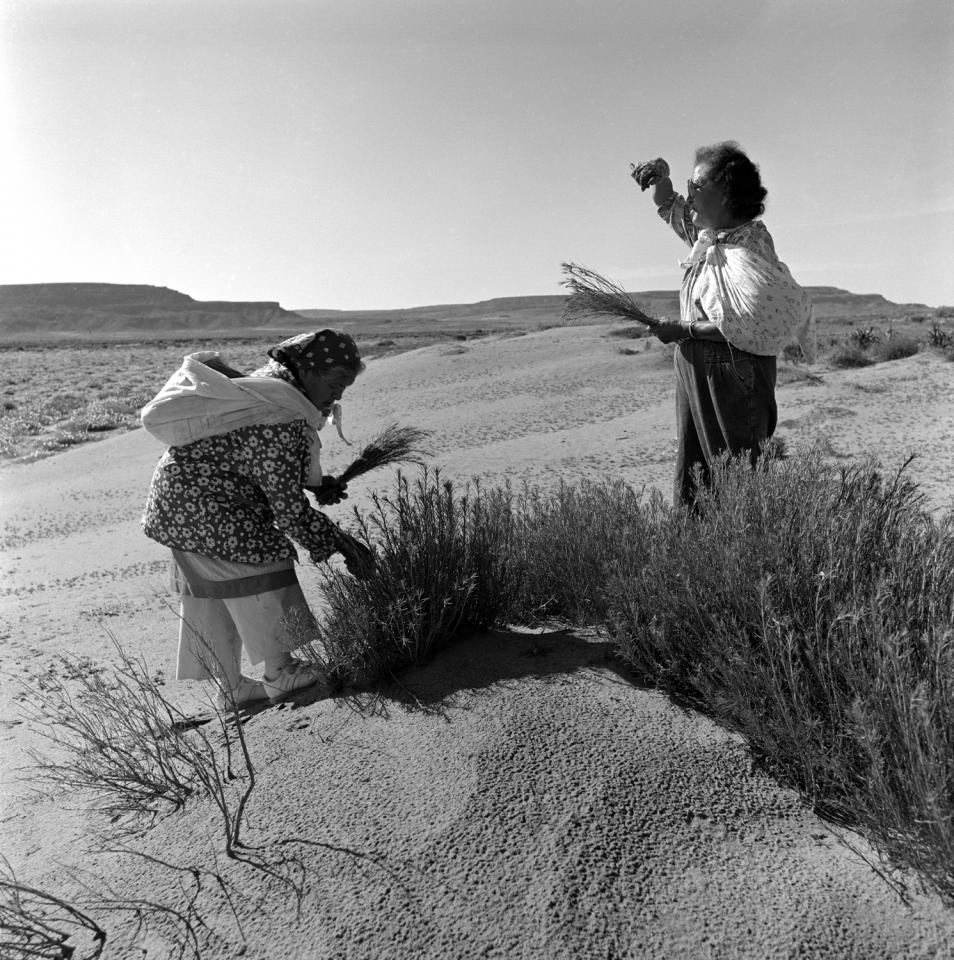 Treva Burton and Bessie Monongye collecting siváapi (rabbitbrush)