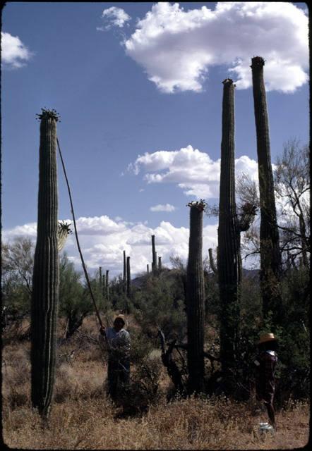 A saguaro-rib pole, called a ku'ipad, is used to knock the fruit to the ground_image #4.jpg