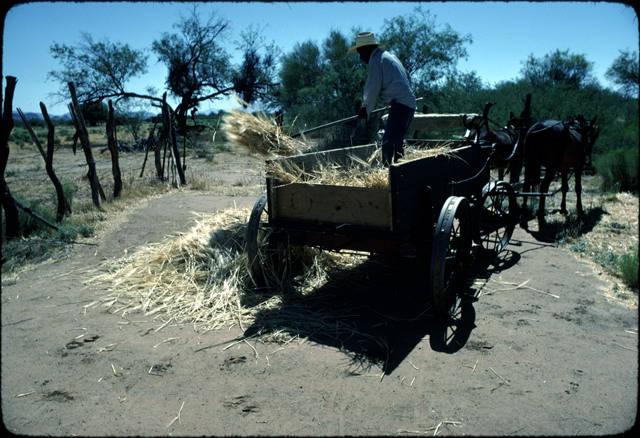 At the threshing area, the thresher unloads the bundles from the wagon_image #6.jpg