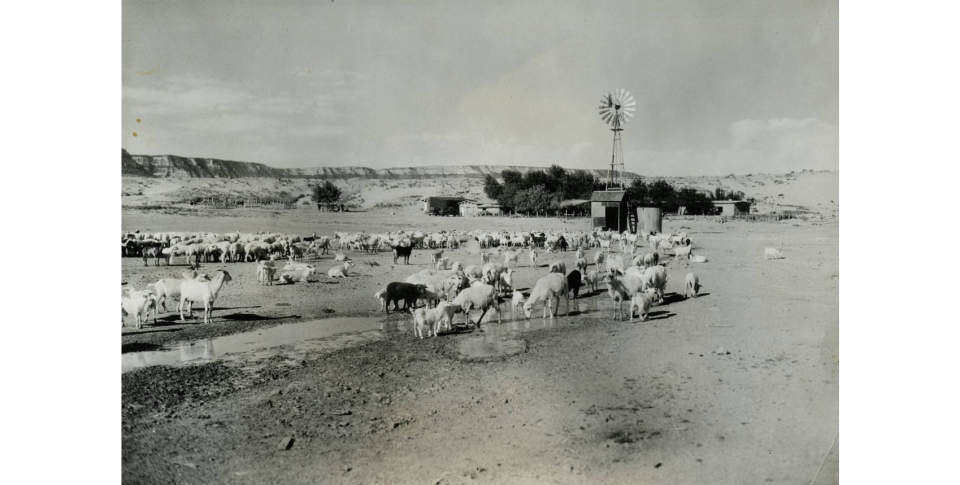 Sheep and goats at Kayenta, Arizona