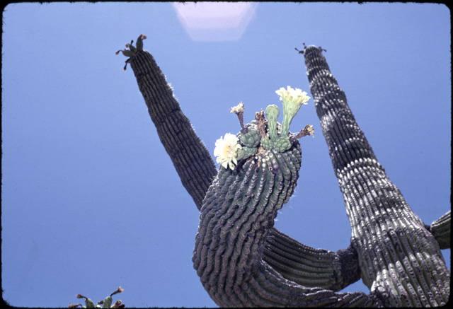 The saguaro cactus's fruit ripens in June after the white flower petals fall off_image #2.jpg