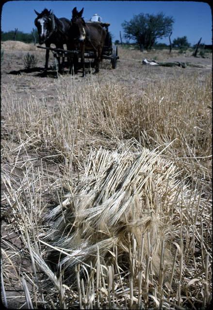 The wagon goes out to the fields located on the reservation_image #2.jpg