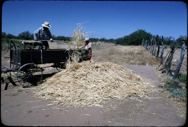 The wheat is unloaded to the threshing area_image #7.jpg