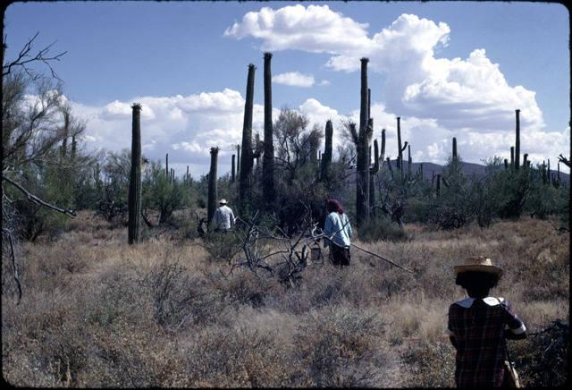 Tohono O'odhams are going out into the desert to harvest the saguaro fruit_image #3.jpg