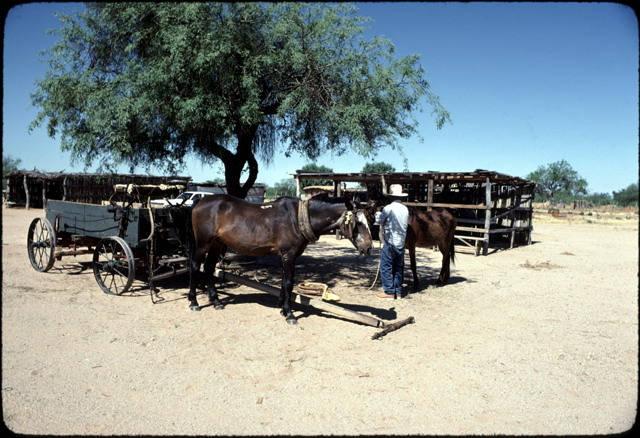 Tohono O'odhams begin wheat threshing by hitching the horses to the wagon_image #1.jpg