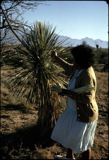 White blades from the center of the yucca plant are also harvested_image #4.jpg