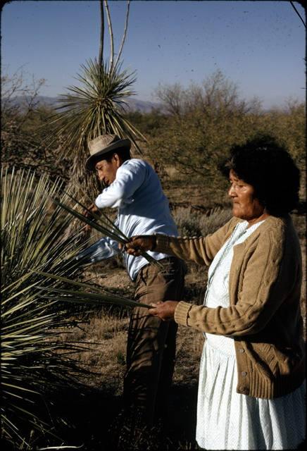 Yucca blades are also used in basket making_image #2.jpg
